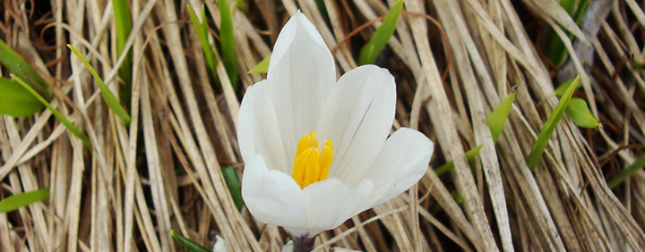 Frühling